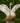 Young Mute Swan in a Marsh