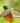 Rufous-Tailed Hummingbird, a Feathered Firetail