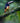 Collared Aracari Perching