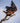 The Loud Voice of an African Fish Eagle