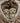 Pearl-Spotted Owlets at Home