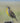 Western Meadowlark, Making a Joyful Noise