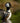 Male Hooded Merganser in the Water