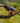 Collared Aracari on Alert