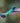 Sparkling Violetear Hummingbird in Flight