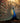 Peafowl in All Its Glory