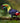 Keel-Billed Toucan Speaks Out