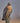 Red-Shouldered Hawk on a Fencepost