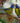 Two Moss-Backed Tanagers Take a Moment