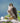 Peregrine Falcon, a Majestic Hunter