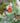 Chestnut-breasted Coronet Hummingbirds, Hovering