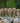 Burrowing Owl in a Lineup