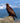 Golden Eagle Surveying Its Kingdom