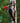Pale-Billed Woodpecker, Ready to Strike