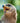 The Call of the Golden Eagle