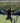 Oriental Darter Drying Its Wings