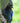 Steller’s Jay in the Mountains