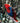 Closeup Shot of a Female Mollucan Eclectus Parrot