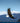 Bald Eagle in Flight