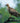 Jerdon’s Baza Hawk in the Open