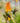 Collared Inca Hummingbirds