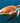 Sea Turtle Heading Out