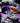 Harlequin Tuskfish