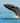 Whale Out of Water