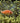 Pink Clownfish