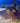 Bluespotted Ribbontail Ray