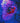 Tomato Clownfish