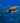 Sea Turtle and School of Fish