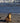 Sea Lion on the Shore