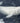 Beluga Whale Smiling