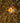 Nemo, a Clownfish