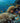 Life in a Coral Reef
