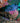 Guineafowl Pufferfish