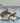 Killer Whale and Sea Lion Competition