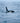 Orca in No Particular Hurry