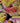 Venus Flytrap Sea Anemone