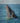 Humpback Whale, a Gentle Giant