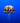 Purple-Striped Jellyfish