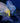 Moray Eels Hunting Together