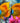 Twin Angelfish