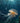 Jellyfish Heading for the Light