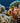 Clownfish in Nemo’s Real Home