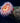 The Spectacular Sea Anemone