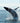 Whale Beyond the Surface