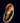 Marine Mollusk, a Living Fossil