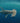 Hammerhead Shark